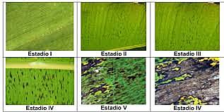 Metodología De Stover Modificada Por Gauhl