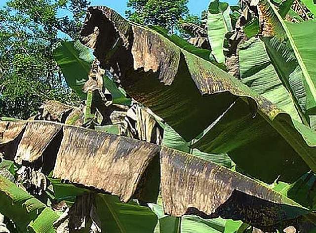 CONTROLARÍAN SIGATOKA NEGRA EN CULTIVOS DE BANANO