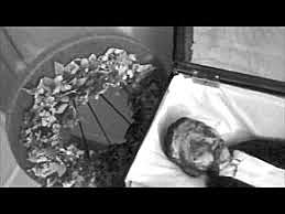 Lynching of Emmett Till