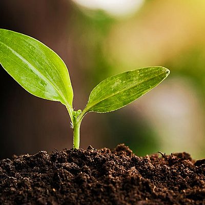 Timeline: Fitopatologia