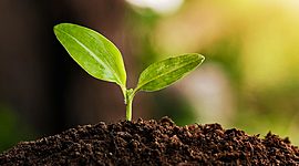 Timeline: Fitopatologia