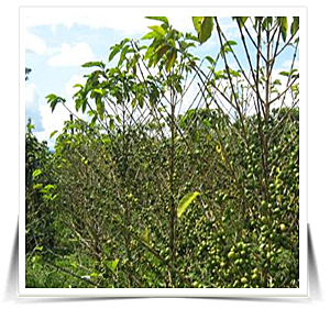 ¿Qué medidas preventivas se pueden tomar para evitar esta enfermedad?