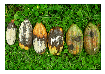 Estudio de la enfermedad en colombia