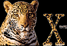 Mac OS X 10.2 “Jaguar”