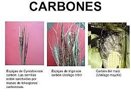 Enfermedad de carbones