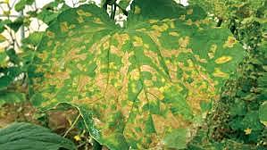 Enfermedad de la roya