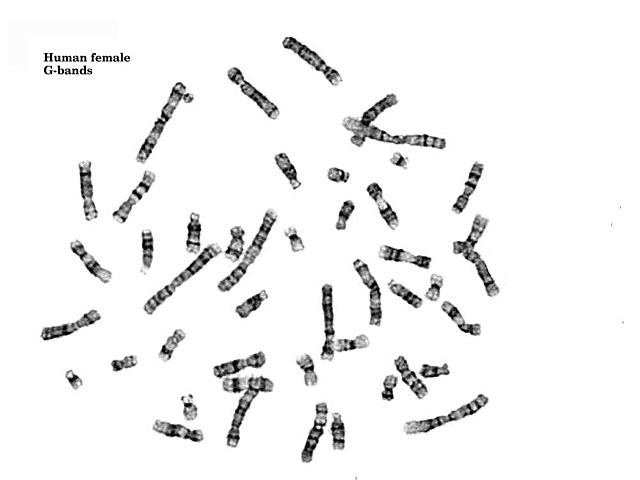 Visualización de los cromosomas