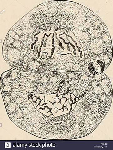 Química de la Nucleína