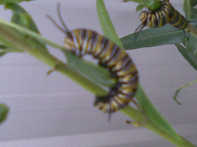 Caterpillar