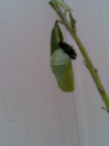 Chrysalis (Pupa)