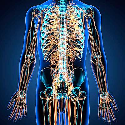 Timeline: sistema nervioso