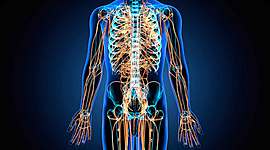 Timeline: sistema nervioso