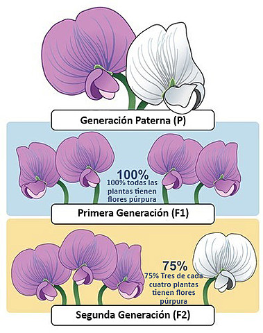 Comienzo del estudio de la Genetica
