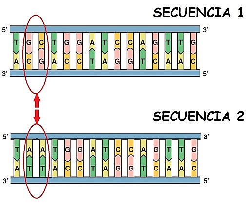 secuencia del genoma humano