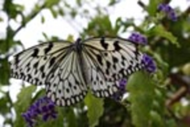 Mr. Lewis, gave me a chance