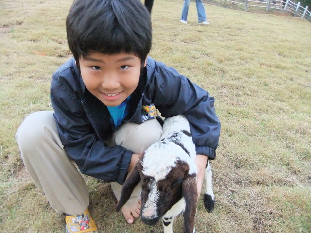 First Time I Fed A Sheep