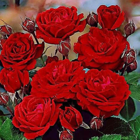 ჯგუფების შემნა