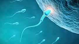 Timeline: Fecundación: el ovocito sufrirá una serie de cambios que tienen como finalidad la creación y desarrollo de un embrión.