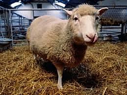 Clonación: el método Dolly