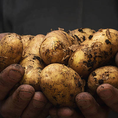 Timeline: Historia de la fitopatologia