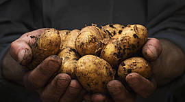 Timeline: Historia de la fitopatologia