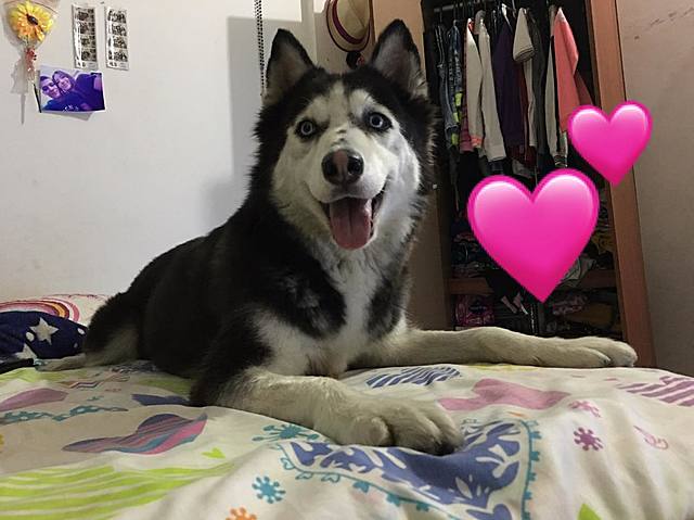 me regalaron una perrita