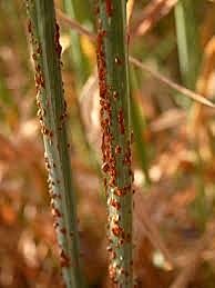 Roya del tallo en el trigo