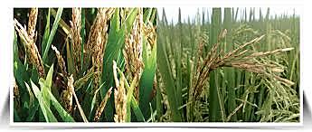 Añublo bacterial de la panícula del Arroz