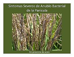 cultivos de arroz de Panamá pérdidas por añublo