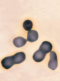 Primera célula viva artificial