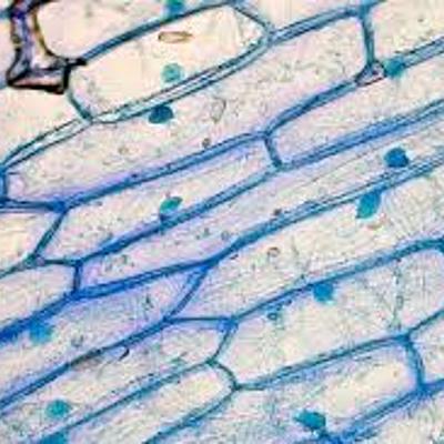 Timeline: Hitos de la Biologia Celular y Molecular