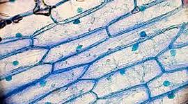 Timeline: Hitos de la Biologia Celular y Molecular