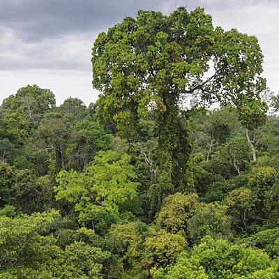 Timeline: Deforestation in the Amazon