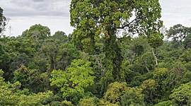 Timeline: Deforestation in the Amazon