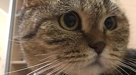 Timeline: кішка Ксюша