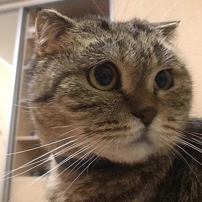 Timeline: кішка Ксюша