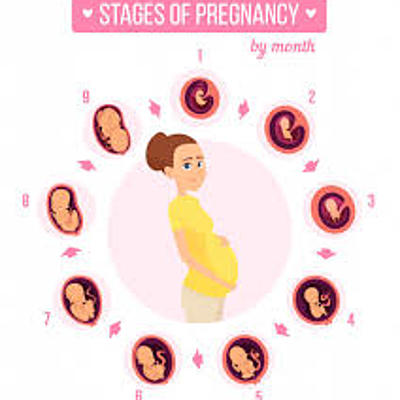 Timeline: Fetal Development