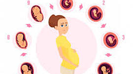 Timeline: Fetal Development