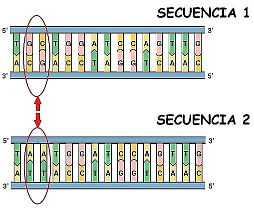 Secuencia del genoma humano