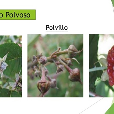 Timeline: Mildeo polvoso