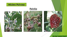 Timeline: Mildeo polvoso