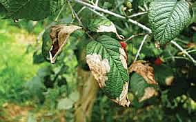 Descubrimientos del mildeo polvoso