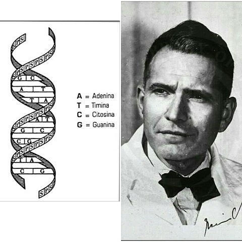 Erwin Chargaff descubre la equivalencia matemática en DNA.