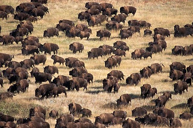 buffalo herds
