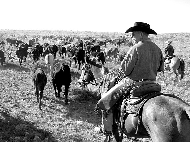 cattle drives