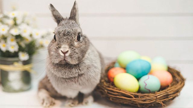 What do easter rabbit mean ?