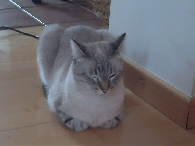 tinc un gatet i al cap de dos anys en tinc dos més