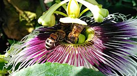 Timeline: Historia de la Fitopatología