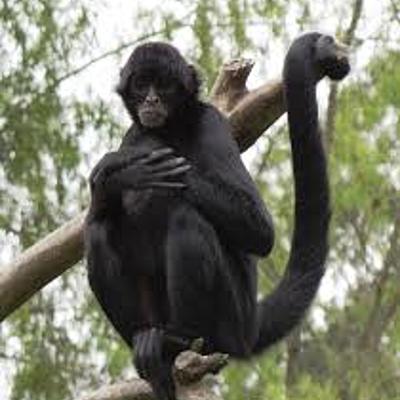 Timeline: EVOLUCION DEL HOMBRE