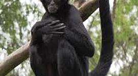 Timeline: EVOLUCION DEL HOMBRE